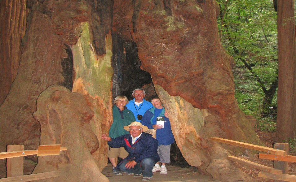 visit muir woods park of coastal redwoods giant sequoias ancient trees walking tour redwood park